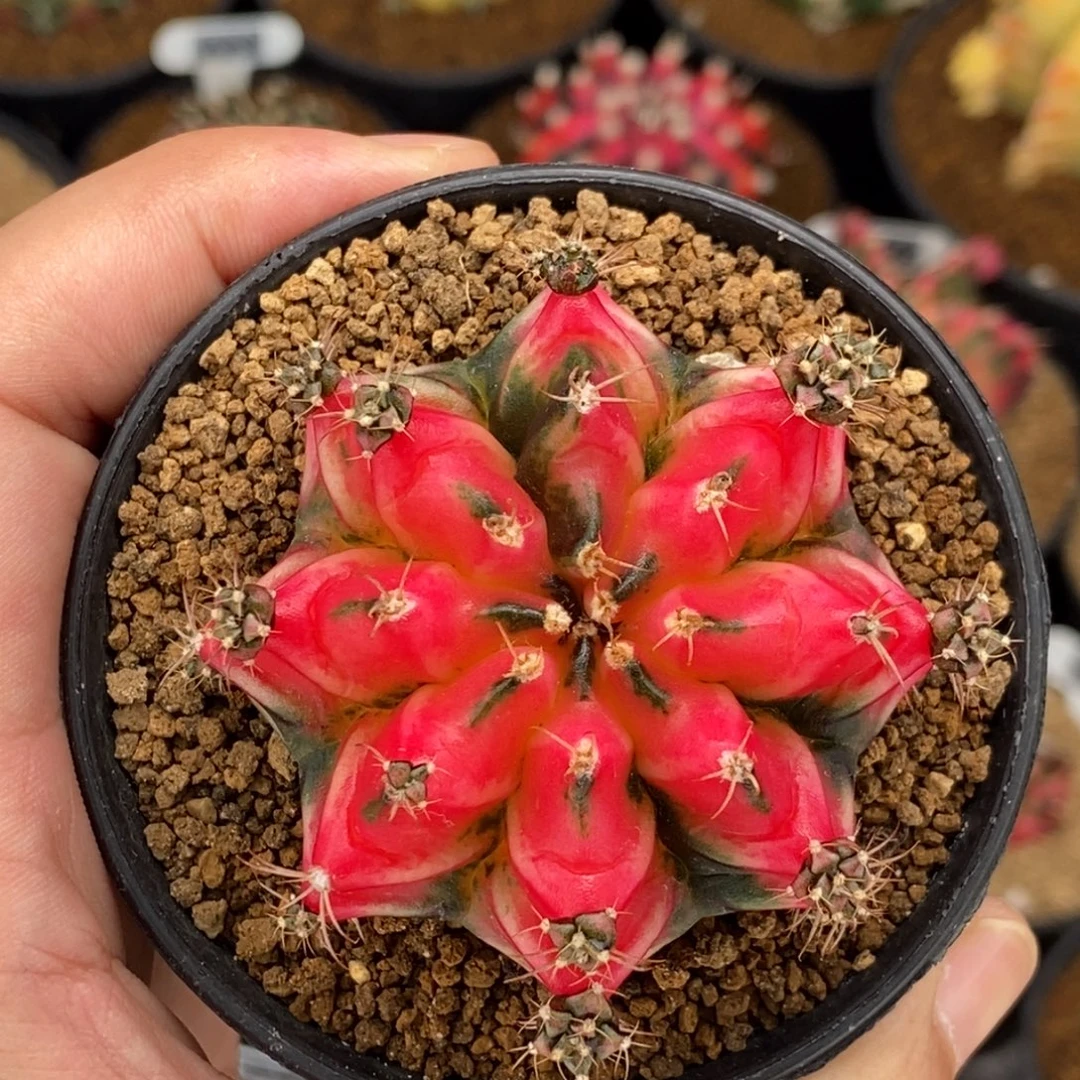 粉水晶00000000006