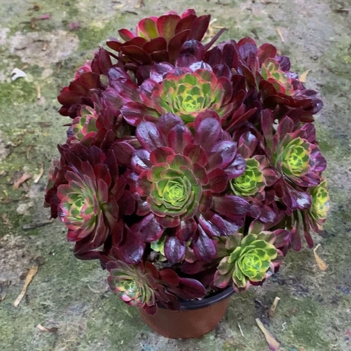 安娜多肉植物744