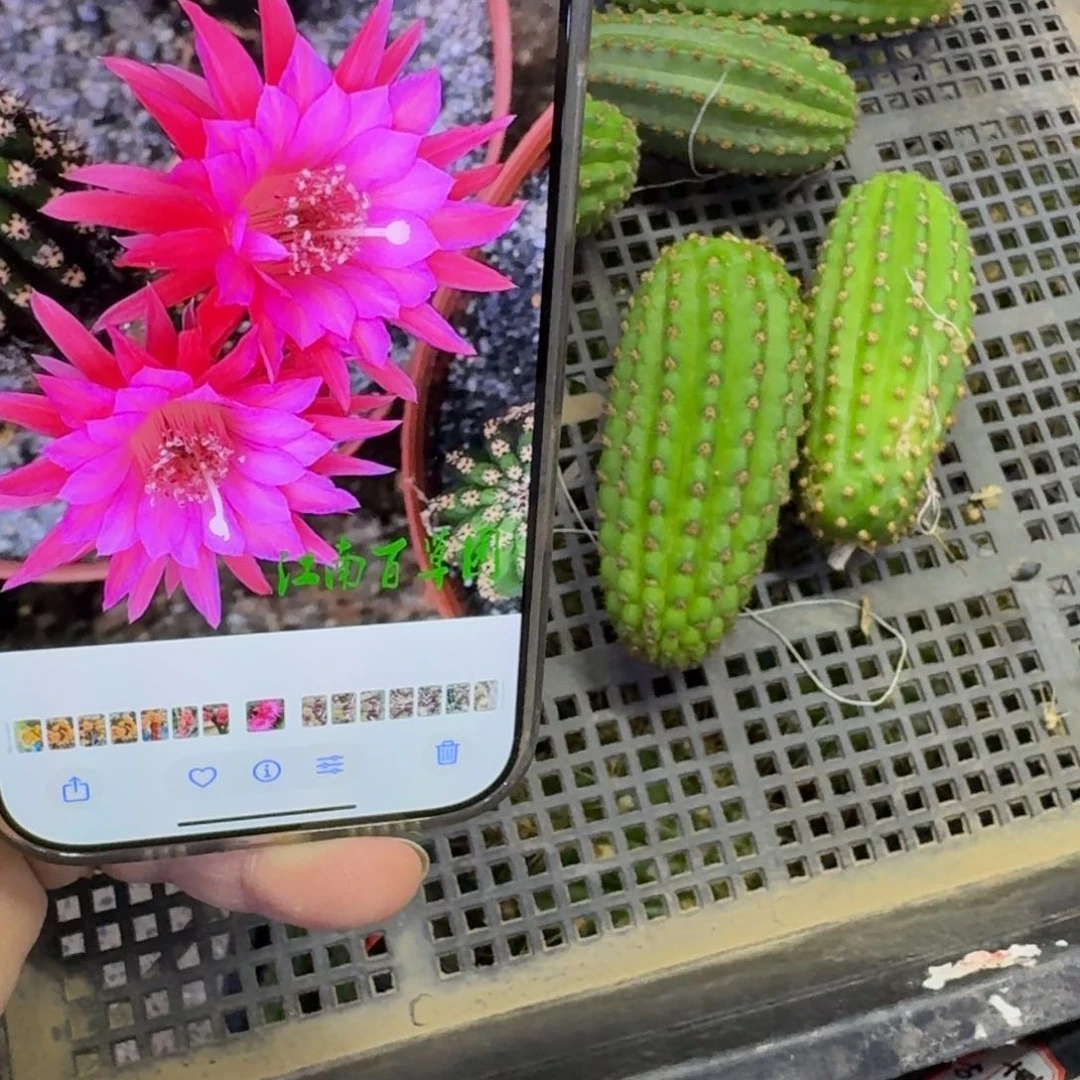 260金妞24红无根侧牙6公分左右，20包邮