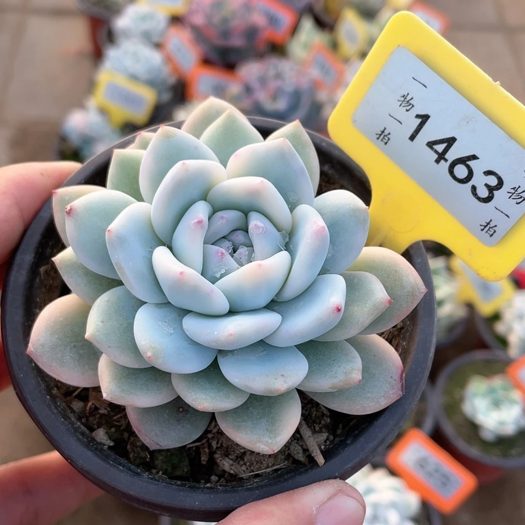 【闪购商品】1463号