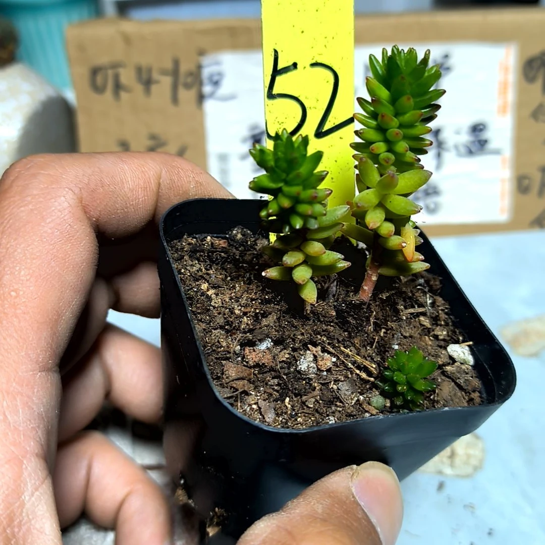 满6元包邮，#52号百花小松