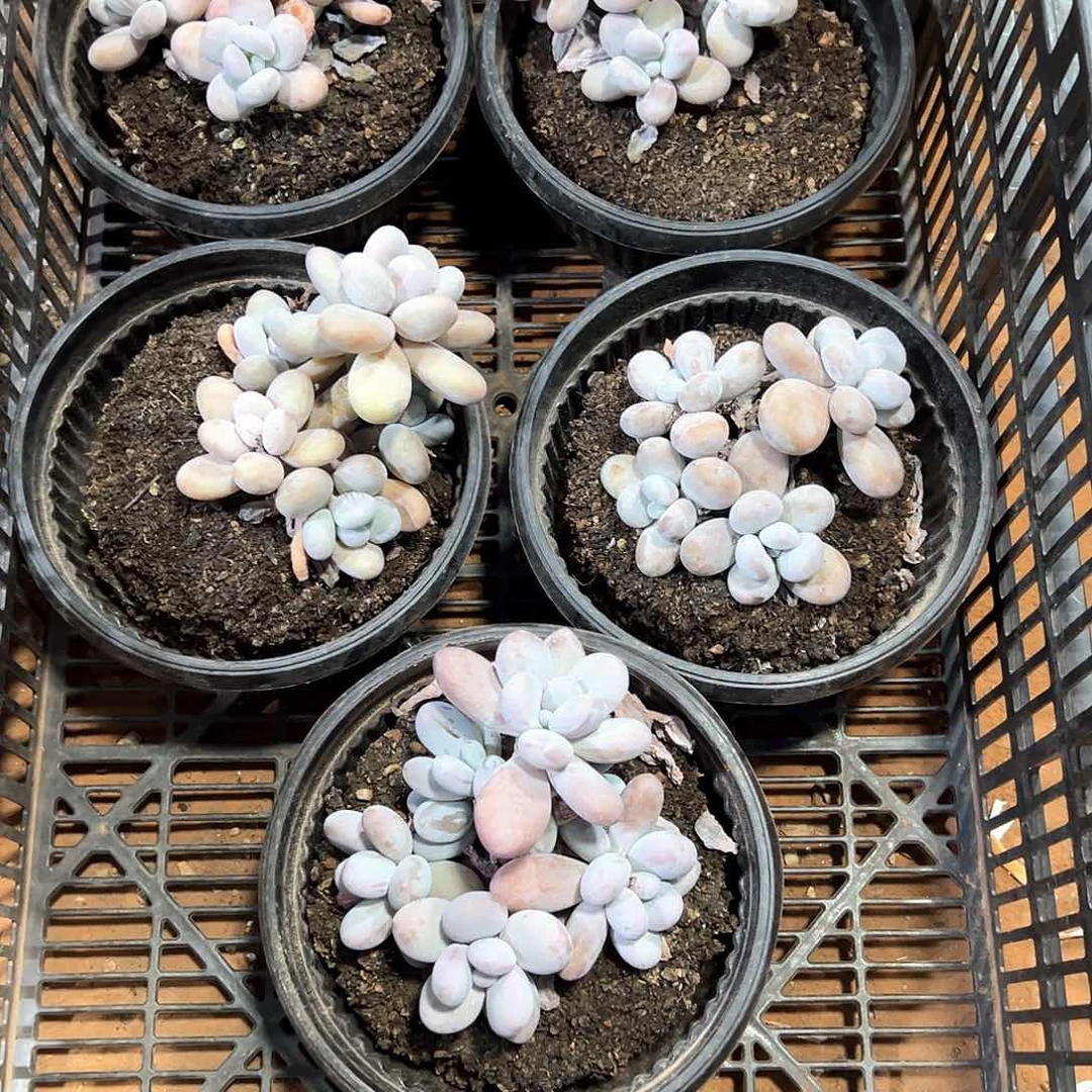 乌***奇多肉植物一物一拍