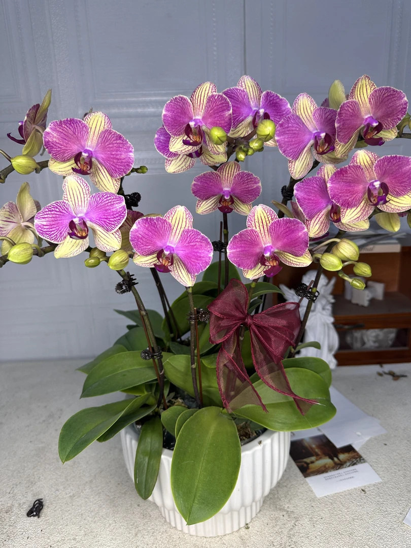 花悦里【双色鸟】蜡质花超长花期 带花发货  广州花卉源头基地