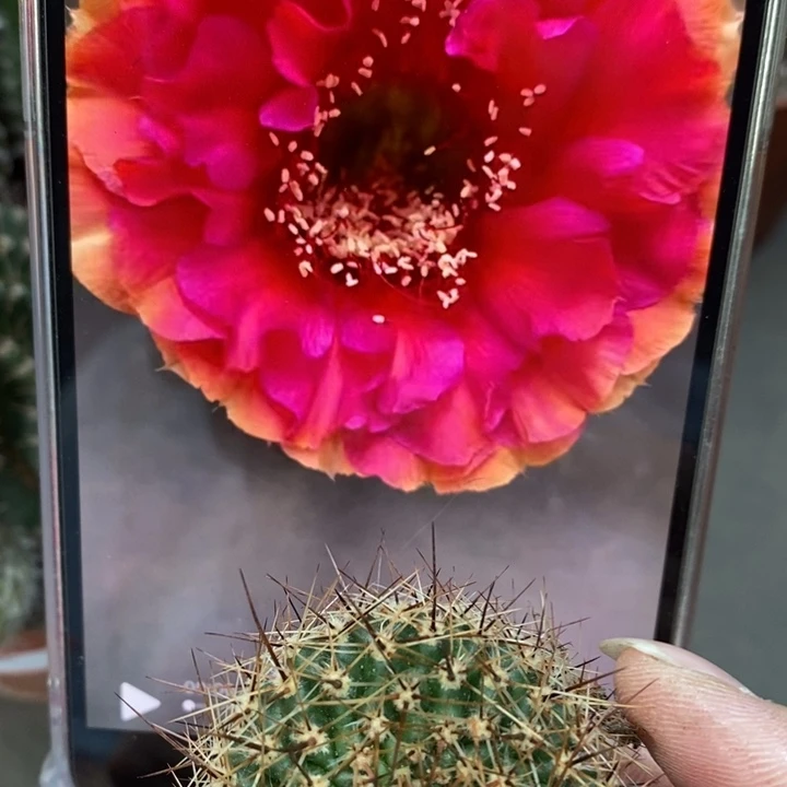 香香七夕侧芽2公分左右