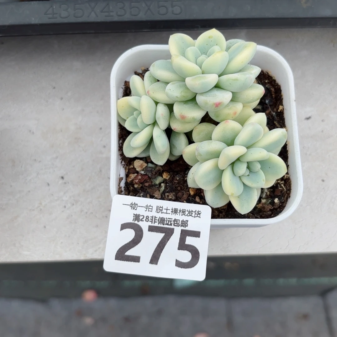 劳尔锦无盆土发货