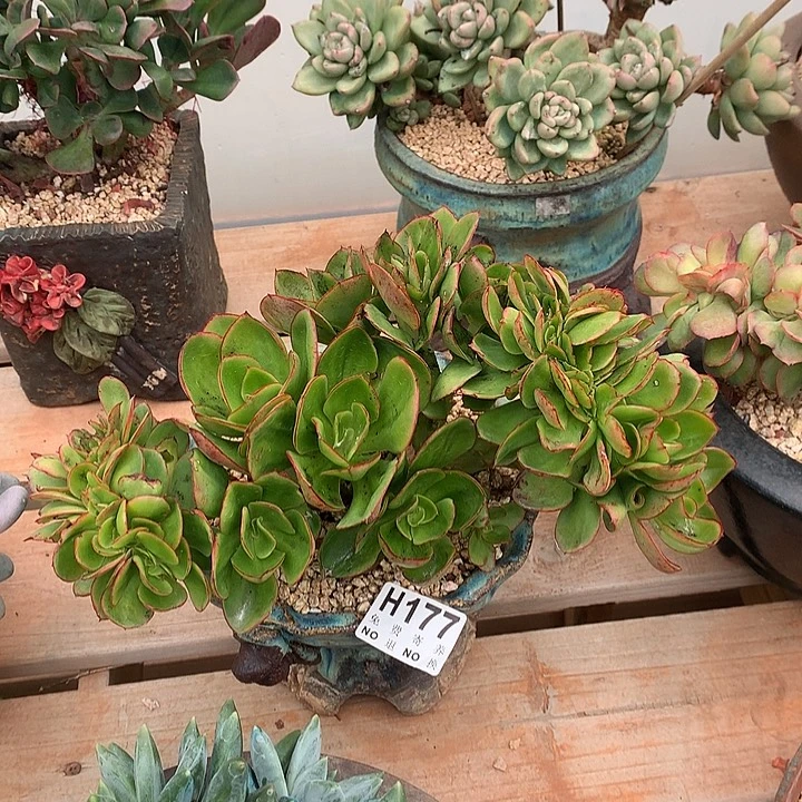 红菱缀化 编号177非偏远38包邮节后发货