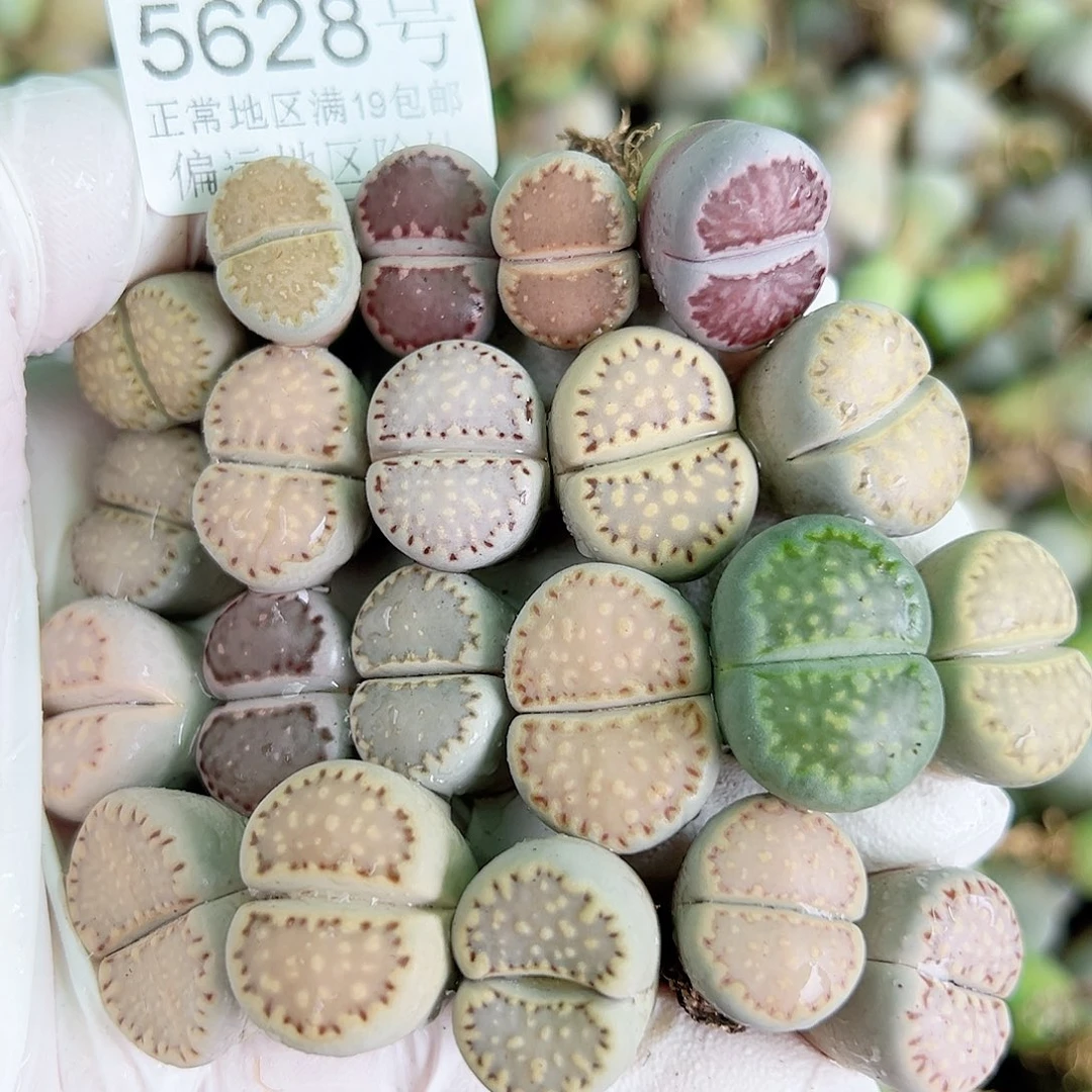 5628四年彩饼干20个1.5-2cm打包处理一下