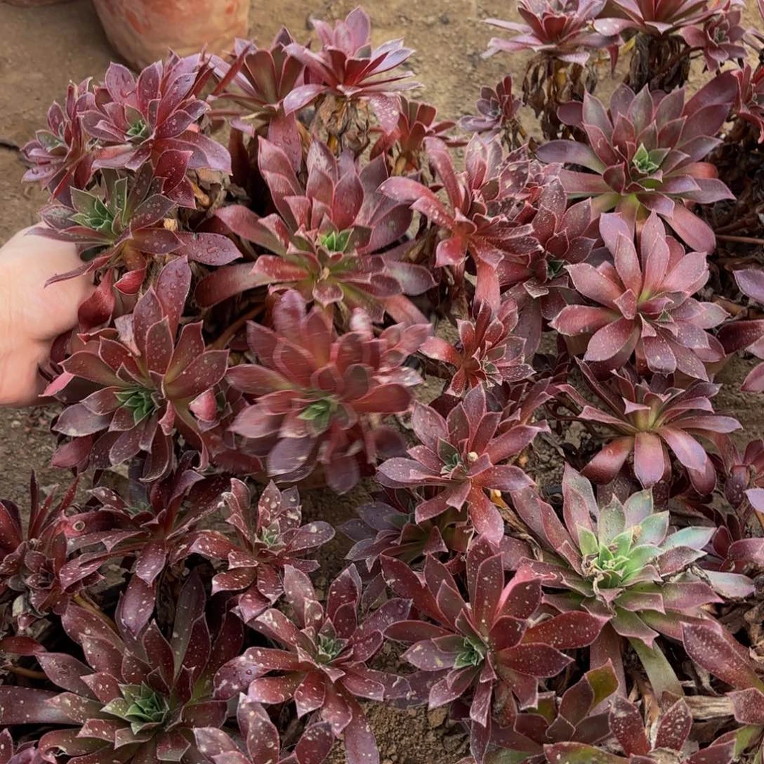 凤凰9.9两颗多肉植物