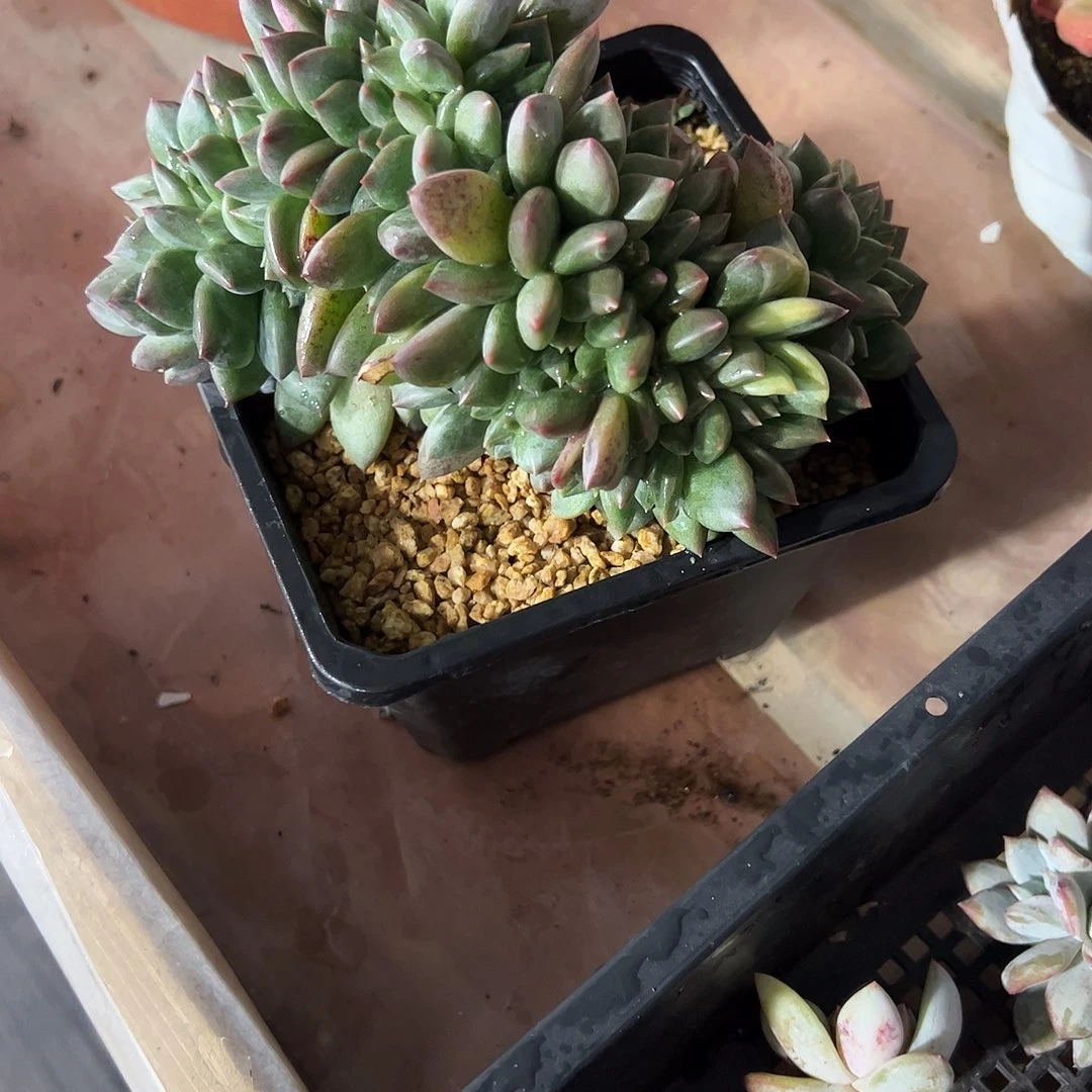 悦***阁美人锦缀多肉植物