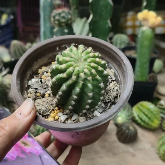 仙人球丽花调色板带根特价