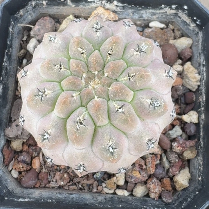 豹头实生仙人球