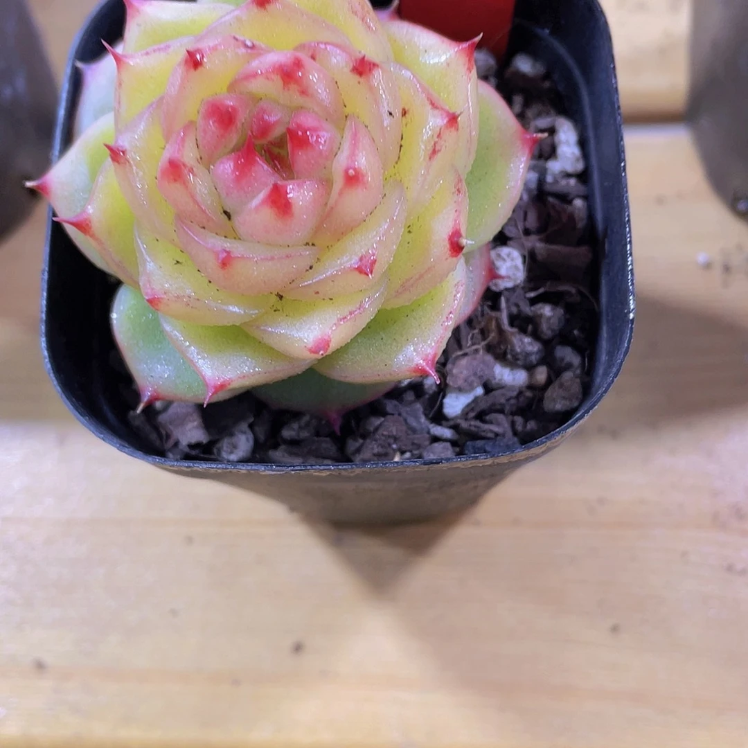 268号 睫毛珍妮新品