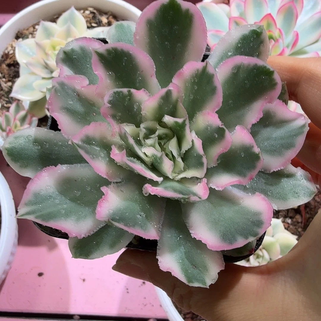 紫蝴蝶锦，多肉植物