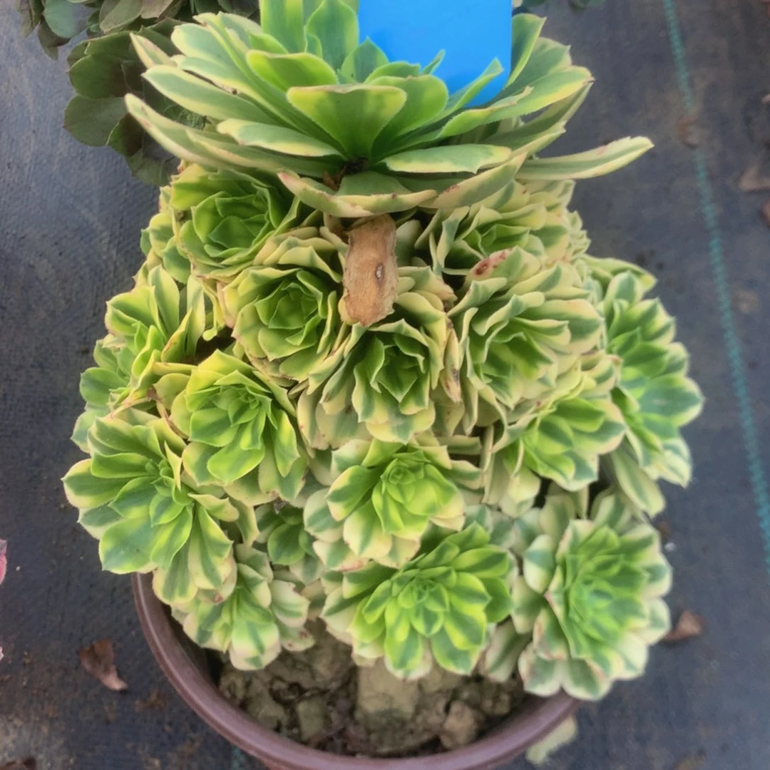 12金丝粉翠多肉植物