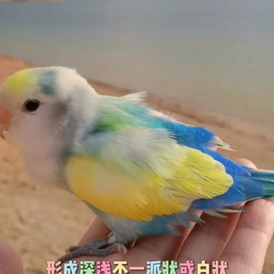 手养特色白面花桃牡丹（视频选鸟）雏鸟吃奶