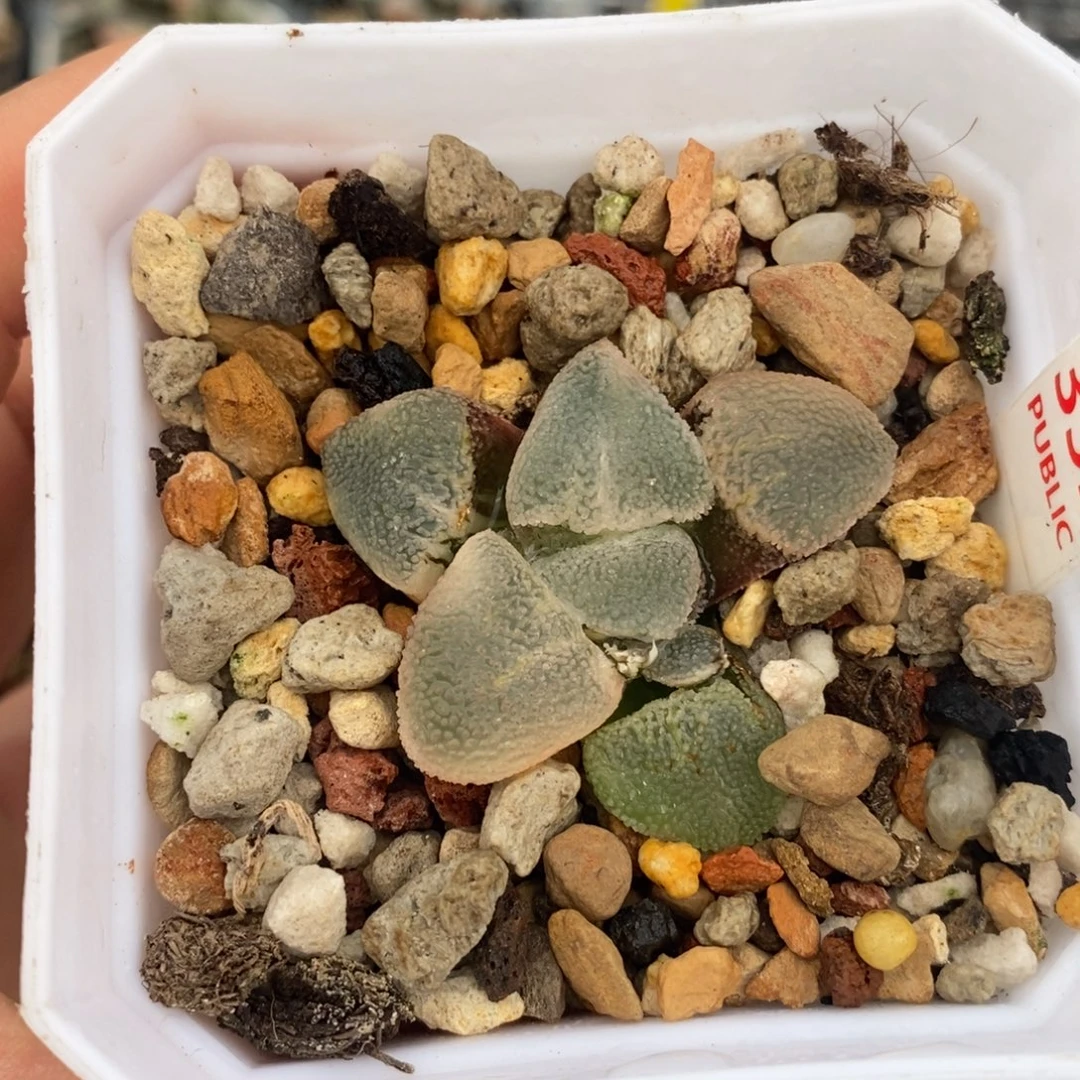 352冰钻十二卷多肉植物