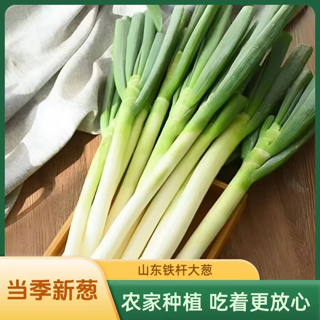 山东铁杆大葱新鲜蔬菜甜脆蘸酱现挖产地直发长葱白