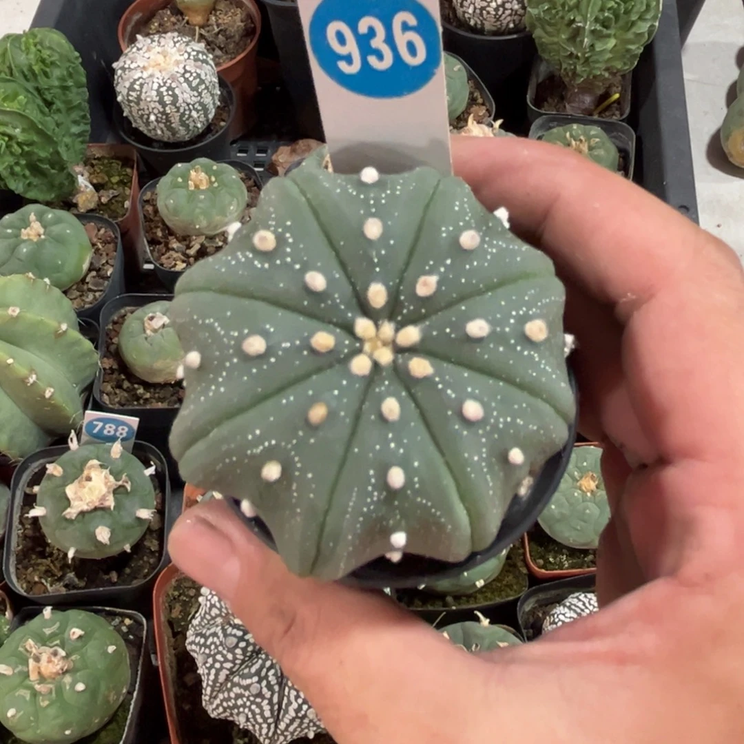 936实生海星兜带盆带土