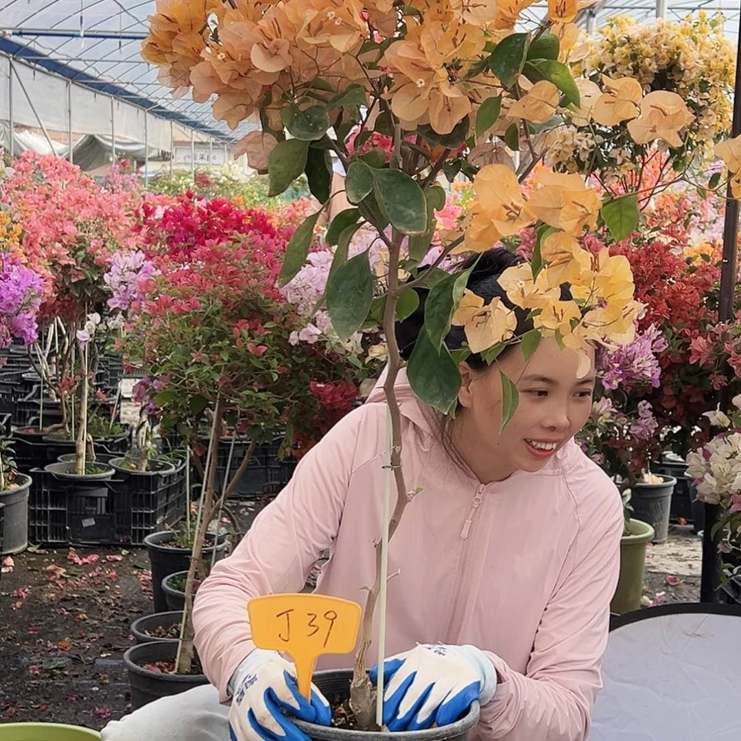 邢***奶大部分花苞少量开放J39金探戈