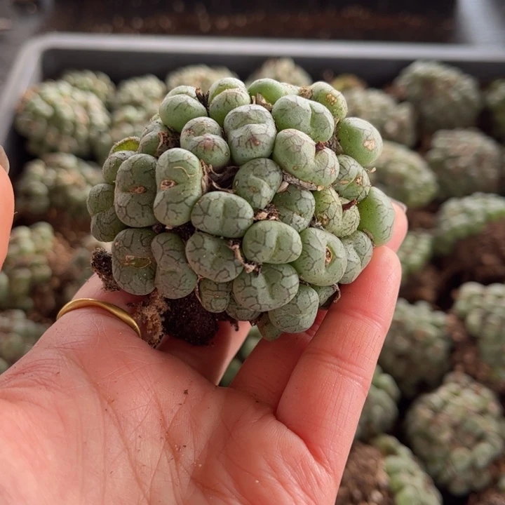 一颗猴脸群88888888888888888