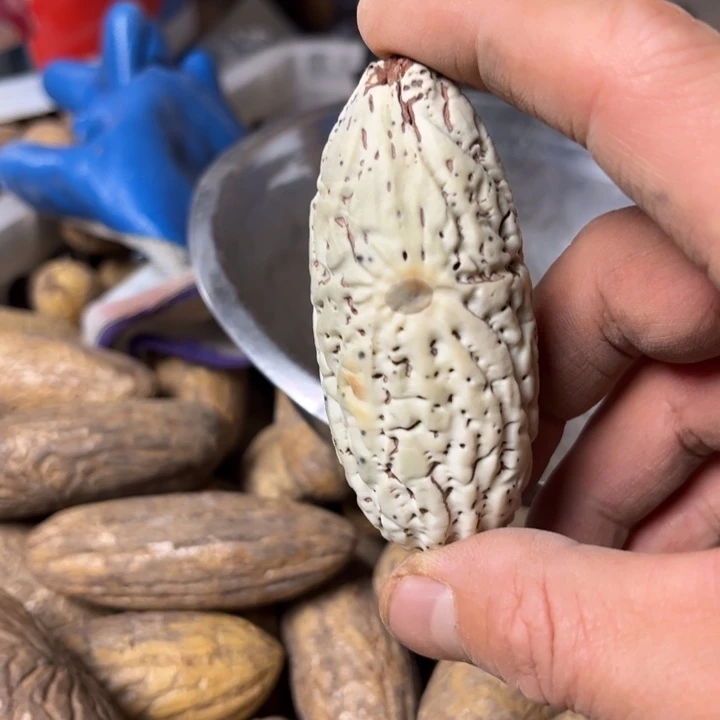 吊坠千眼菩提千眼菩提 33 号。