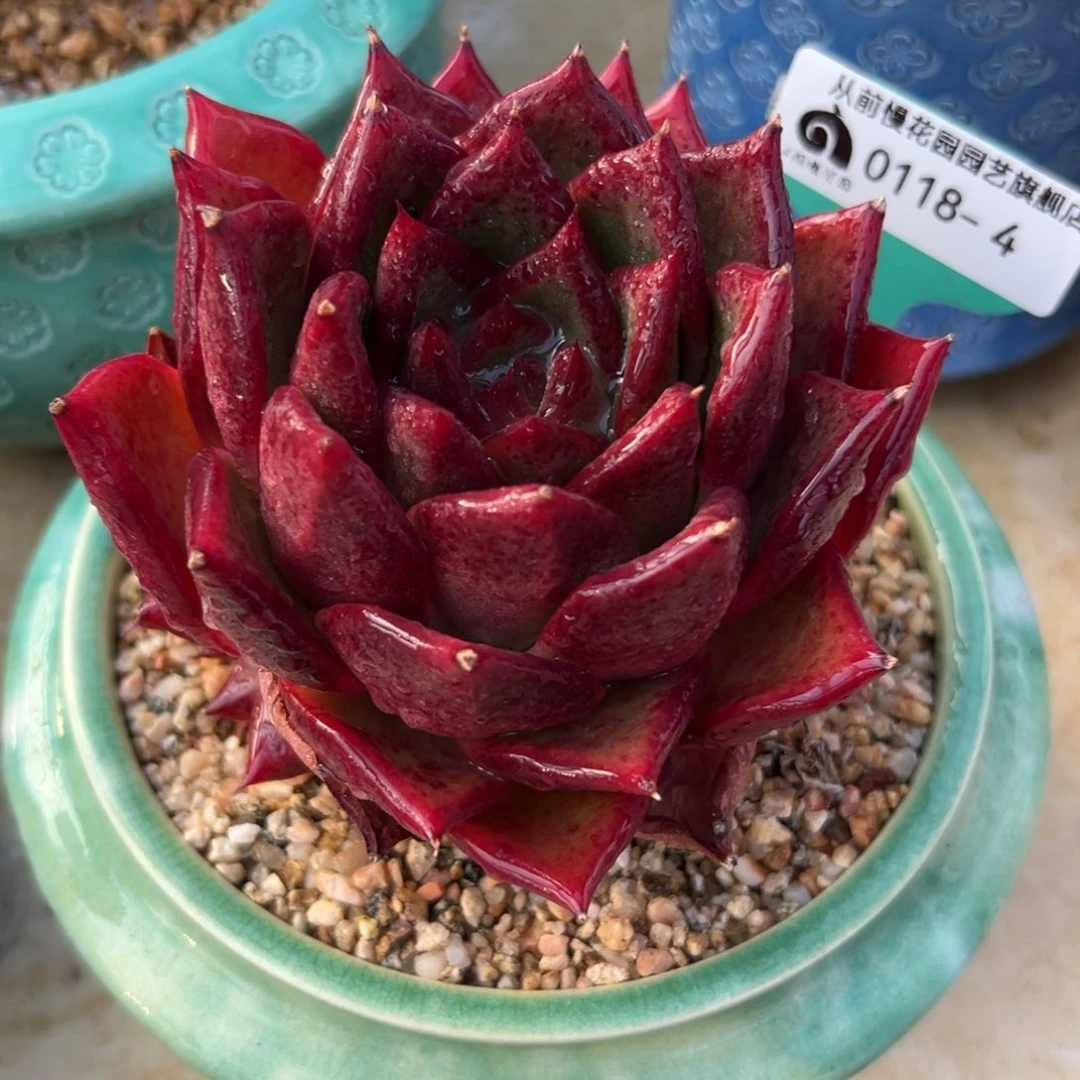 多肉一物一拍0118-4