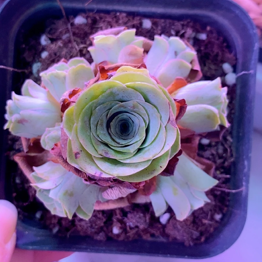 山地玫瑰一物一拍031xy