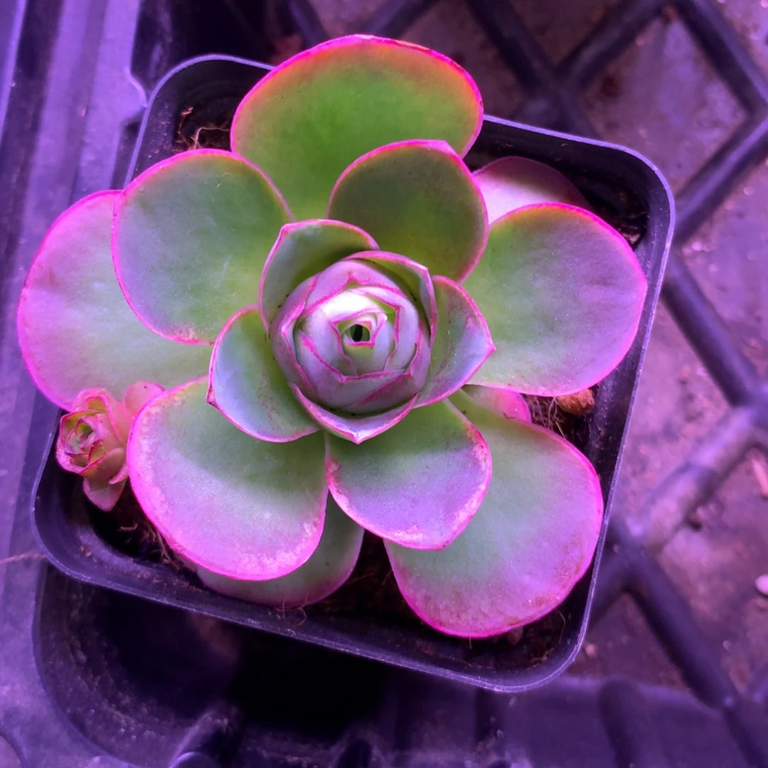 落**秋一物一拍盈月088