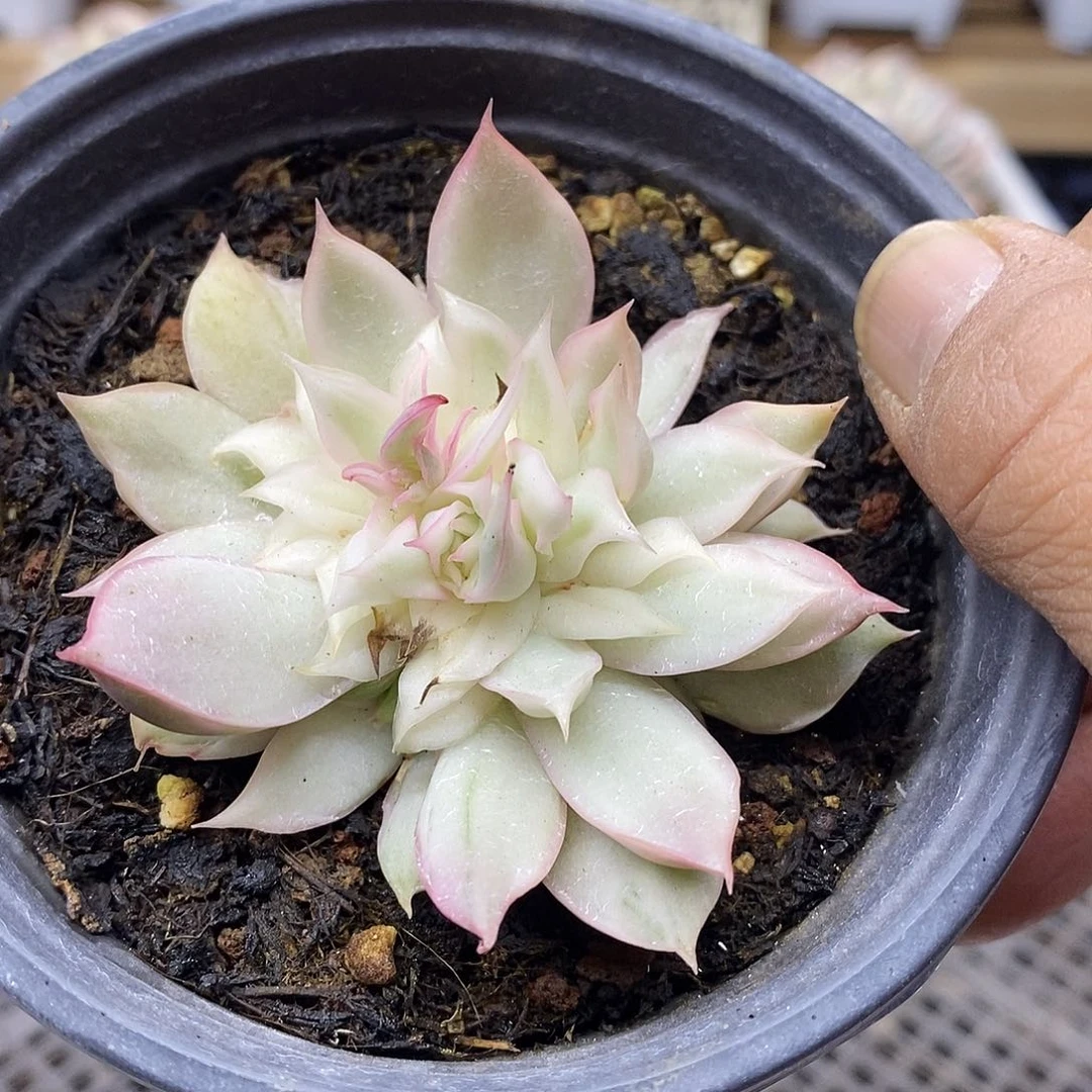 2831 宝莲灯白锦有点变异 需延时发货