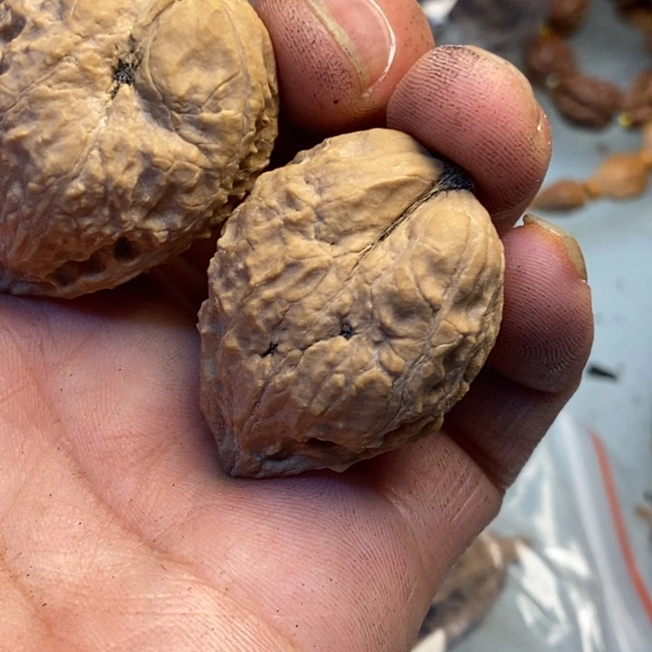 文玩核桃吊坠娜姐192