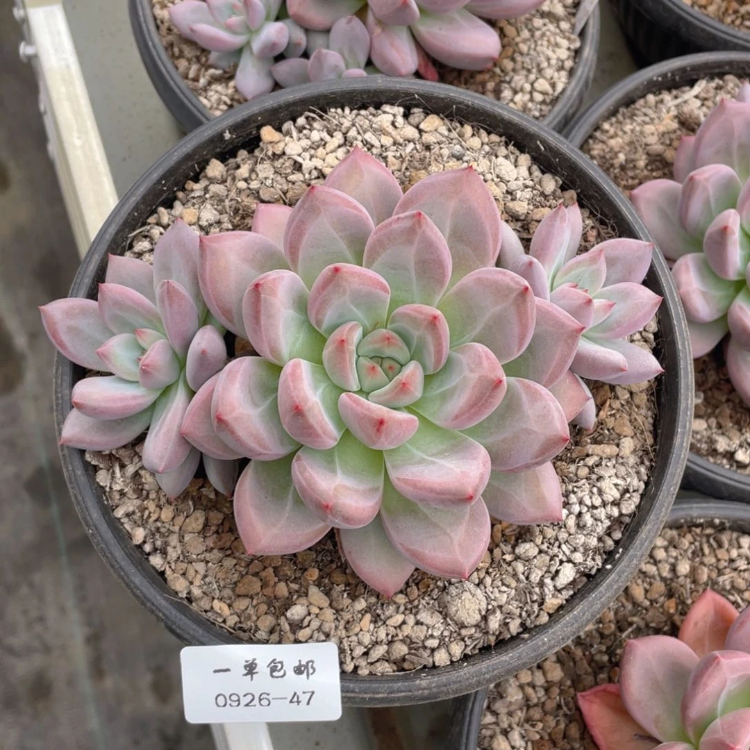 0926-47香克斯。。。。。。
