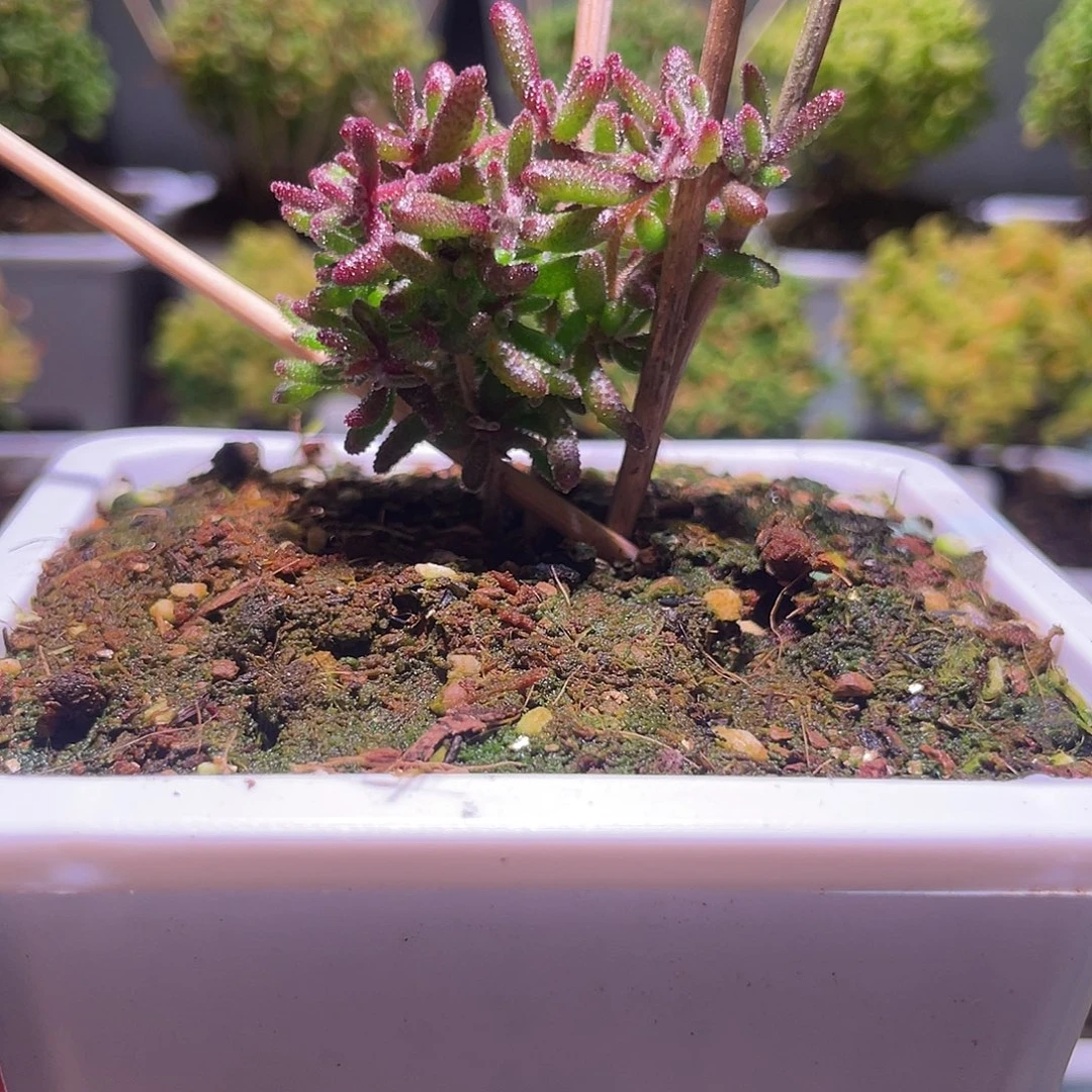 08枝干番杏红麒麟