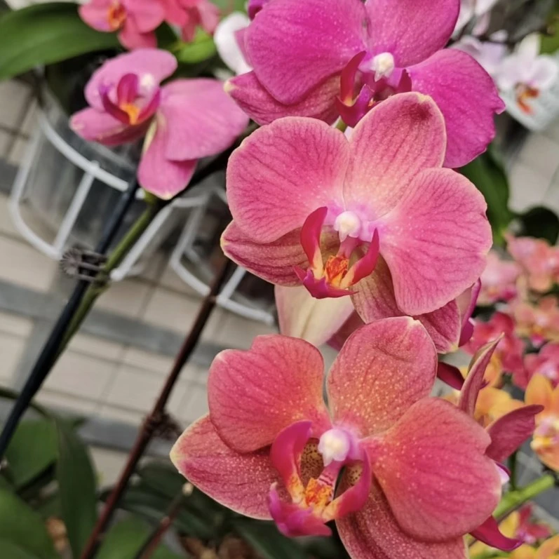 福喜 【布林迪西】欧品 蝴蝶兰单双混发基地直发