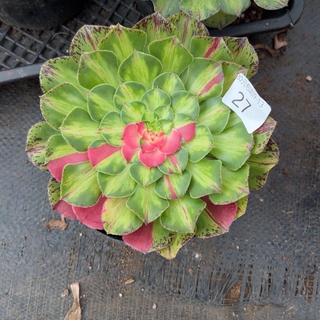 27知否多肉植物系