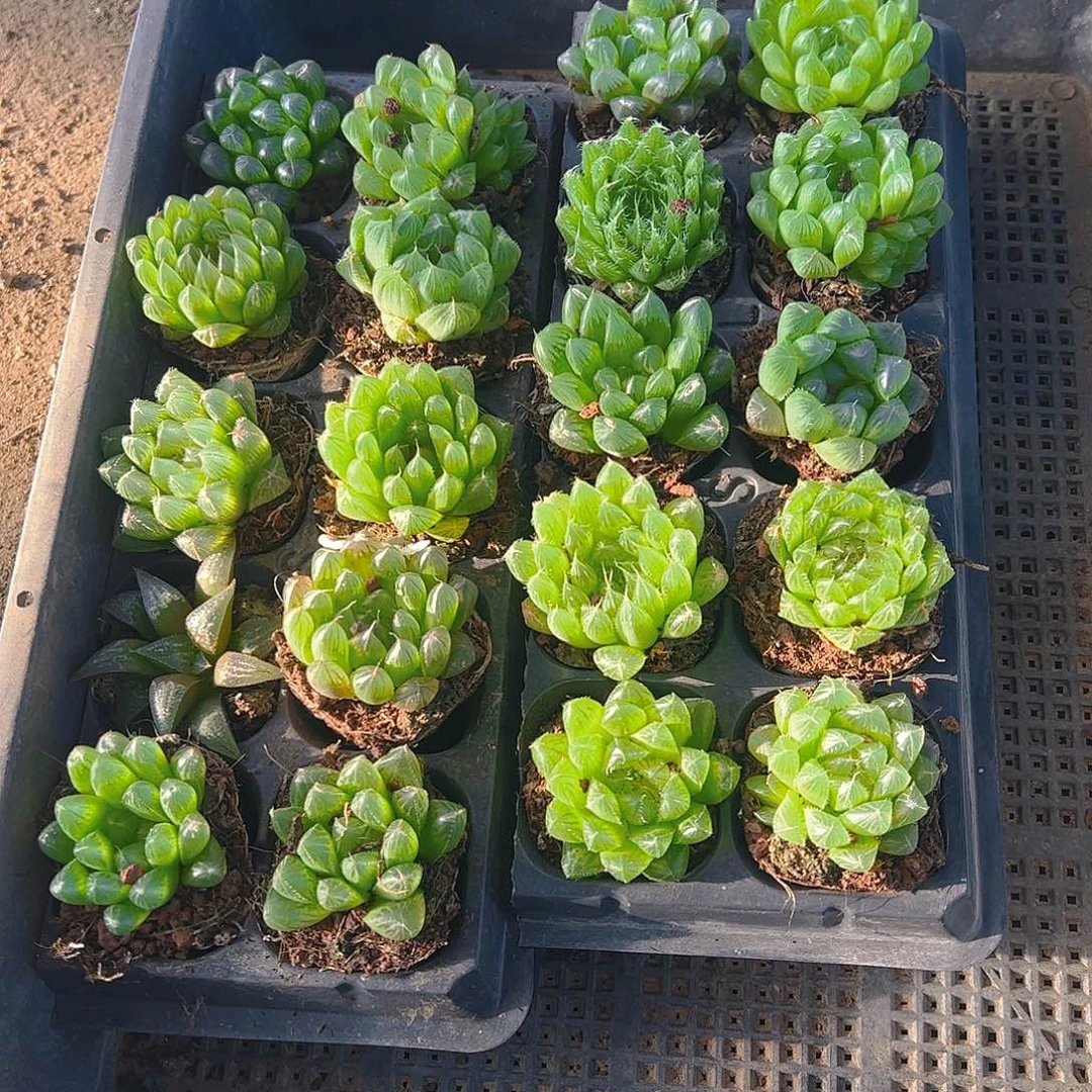 直播福利一物一拍137