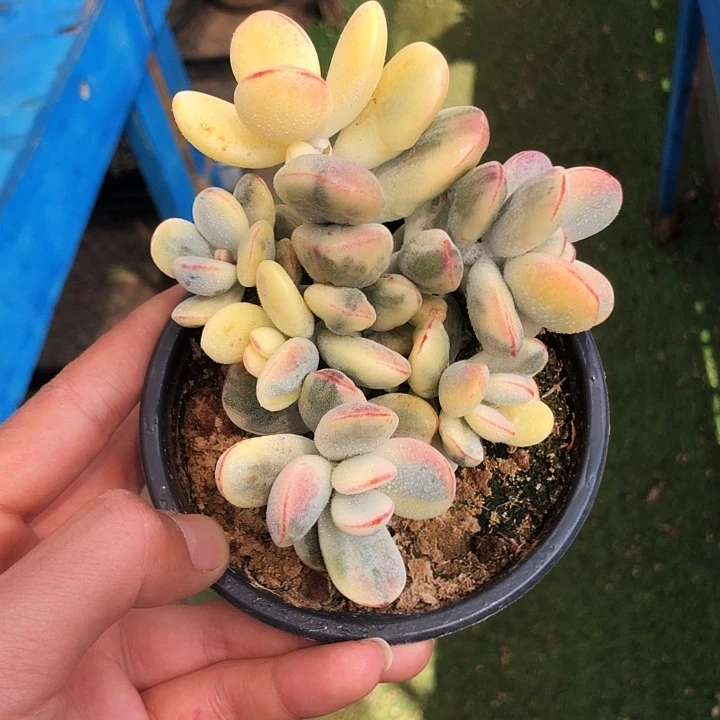 乒乓福娘锦多肉植物