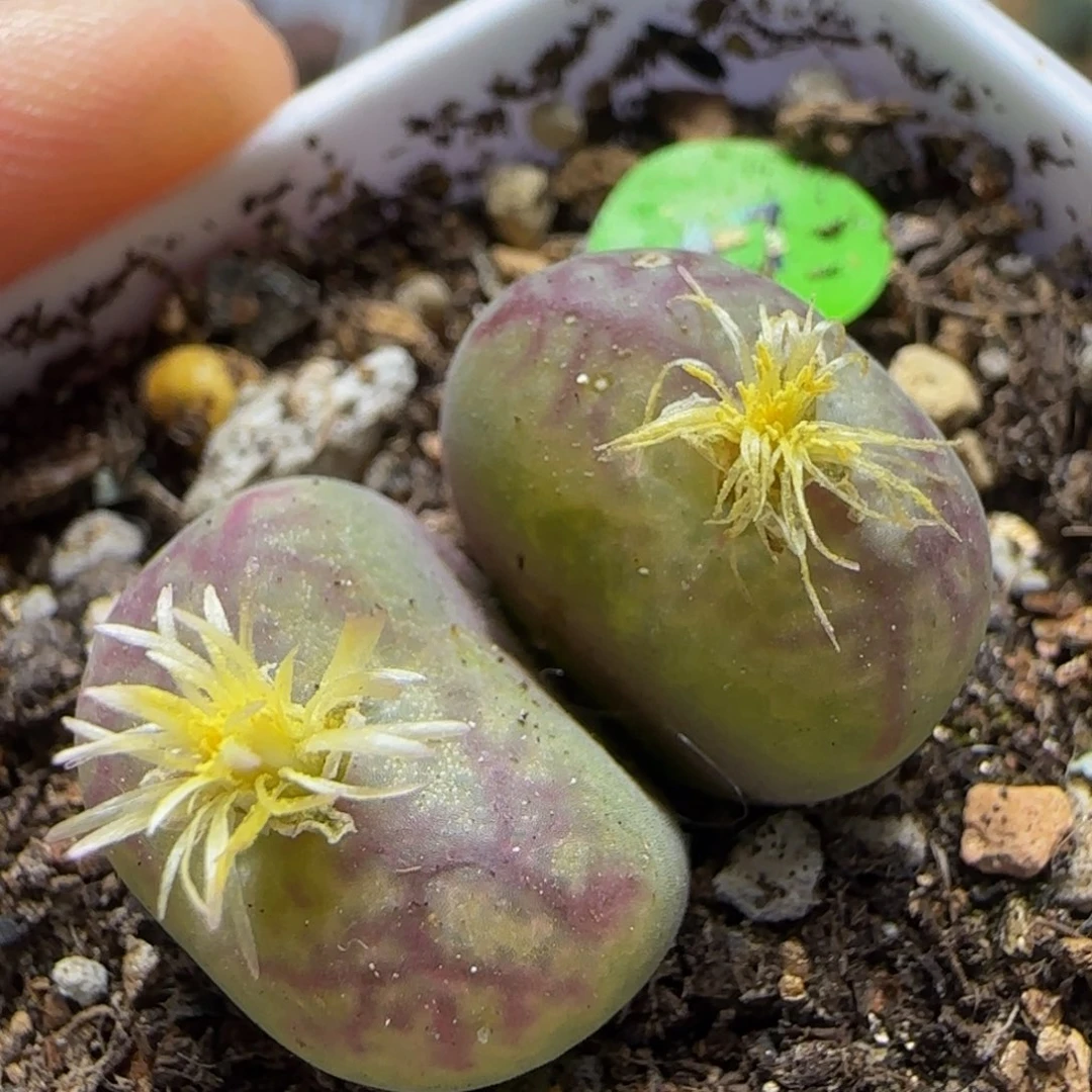 杂交漂亮多肉植物17