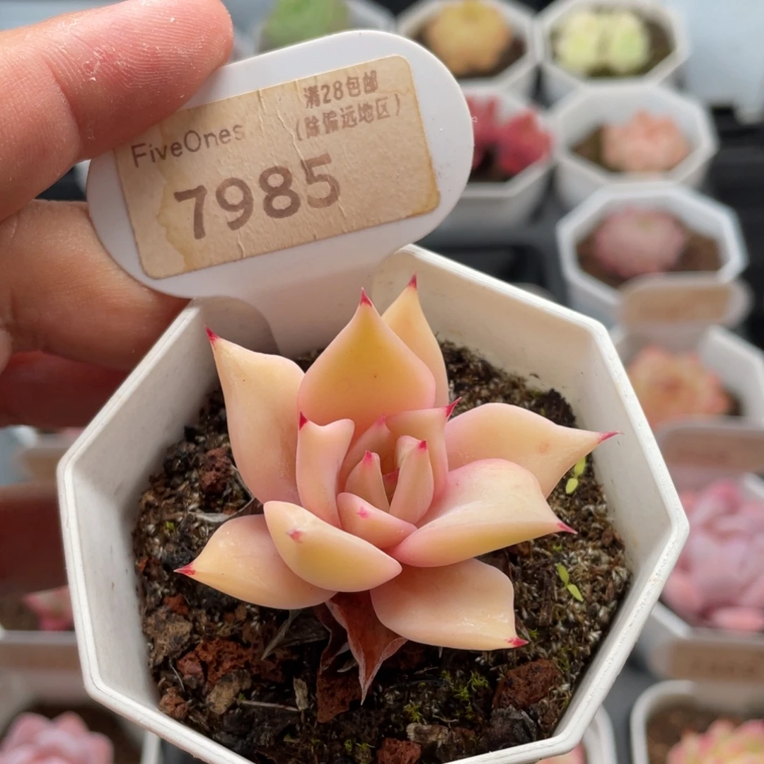 饺子皮7985-5厘米