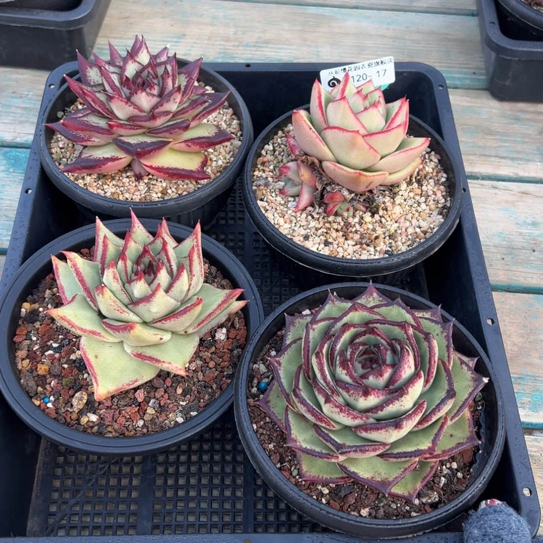 从前慢多肉精选编号0120.17