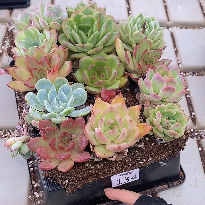 134 多肉植物盆栽花卉