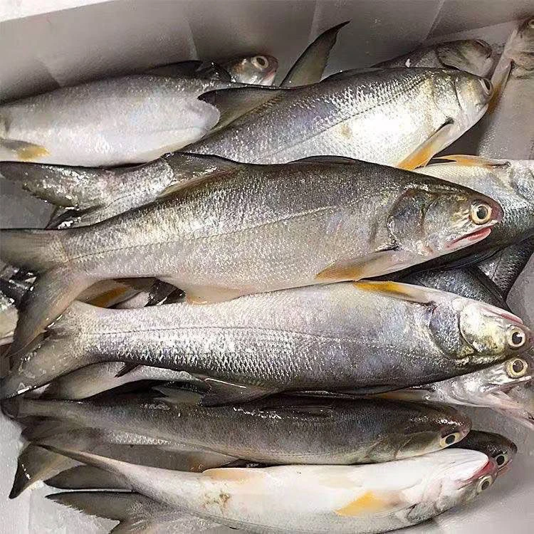 神泉本港野生海鲜马友鱼，午鱼新鲜现发肉质鲜嫩顺丰包邮
