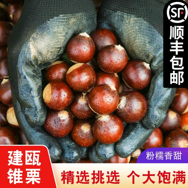 2025年福建板栗生新鲜建瓯锥栗子高山油栗毛栗农家现摘1/2/3/5斤