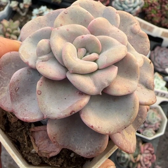 369心愿多肉植物多