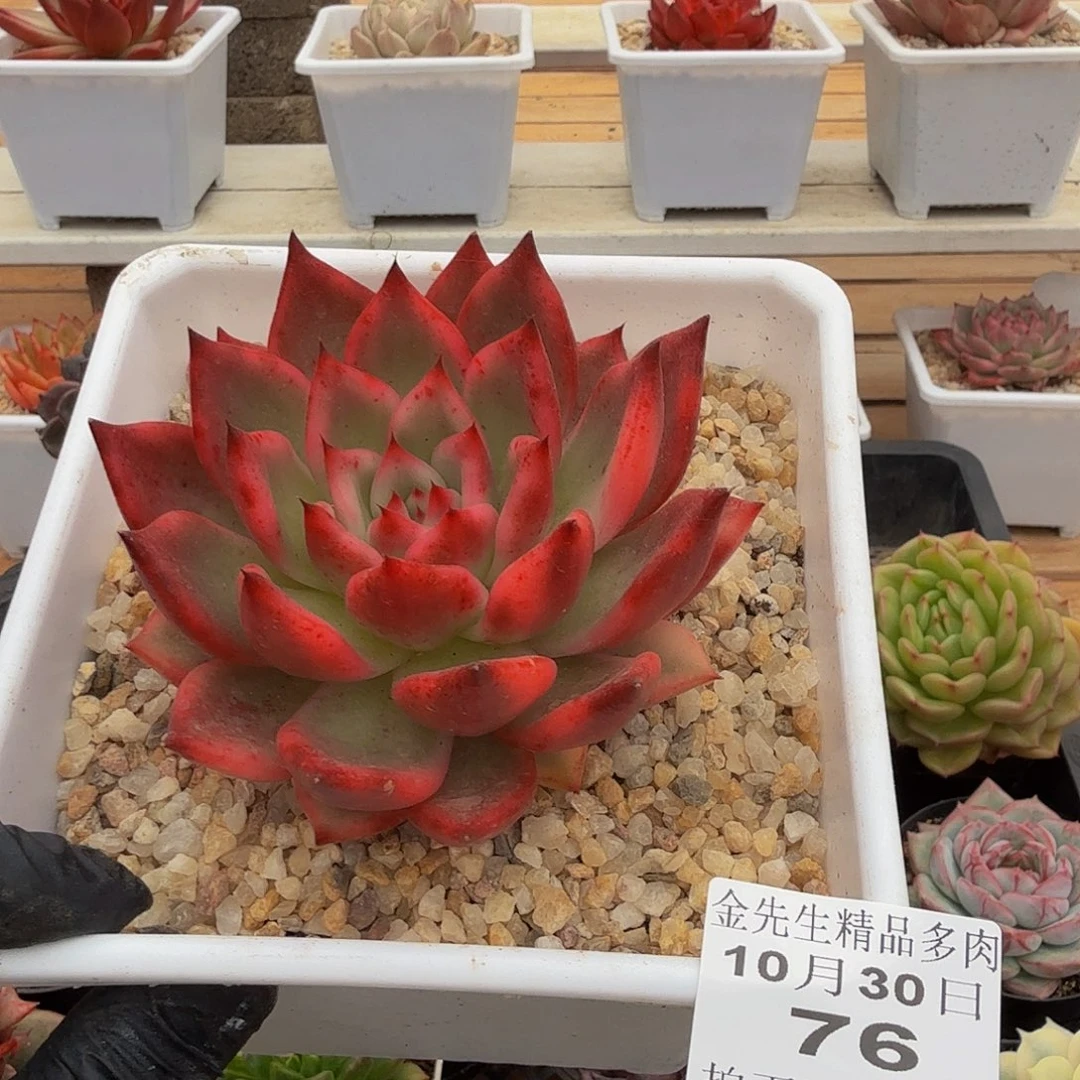 1030-76摩根锦单头