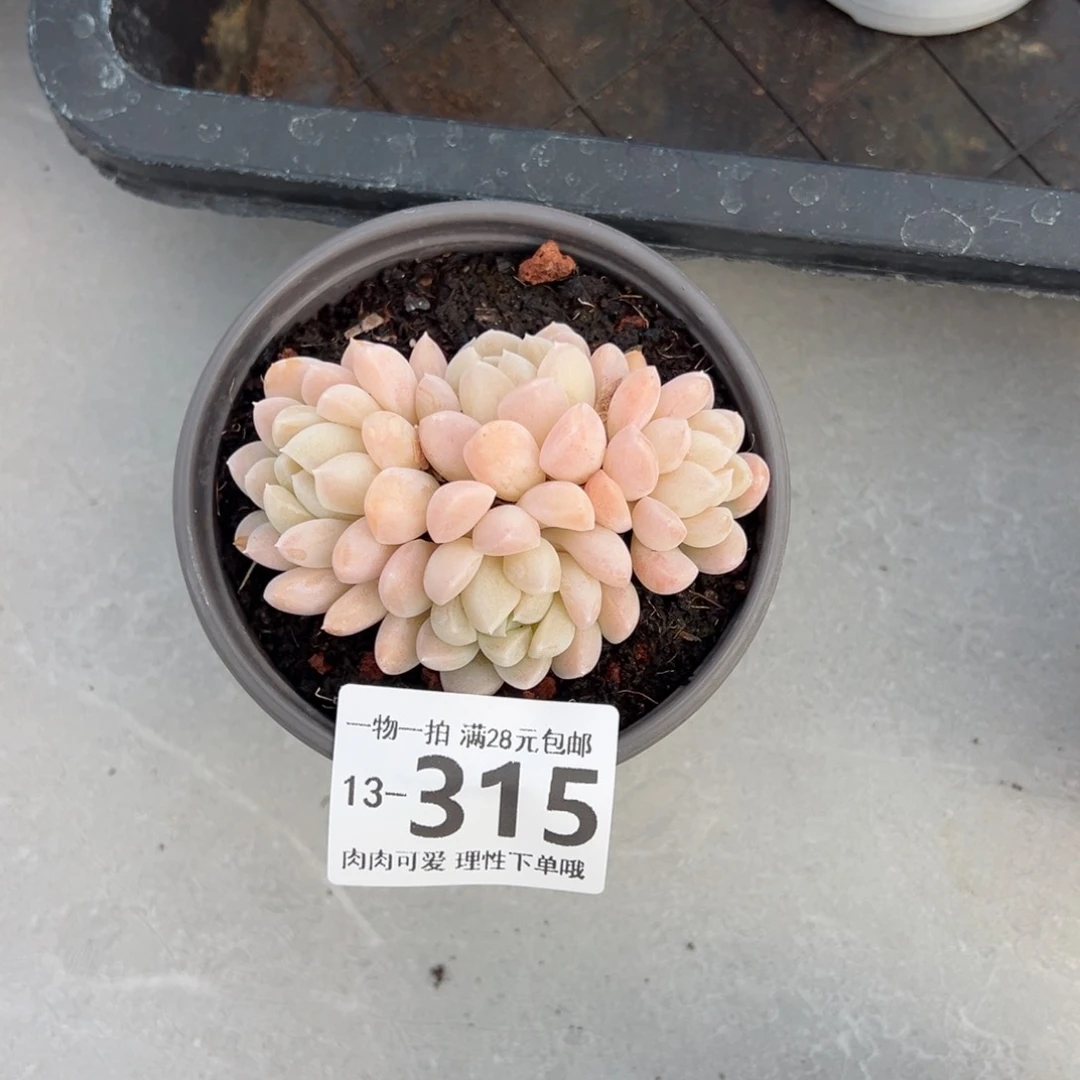 奶油美人多肉多肉多好