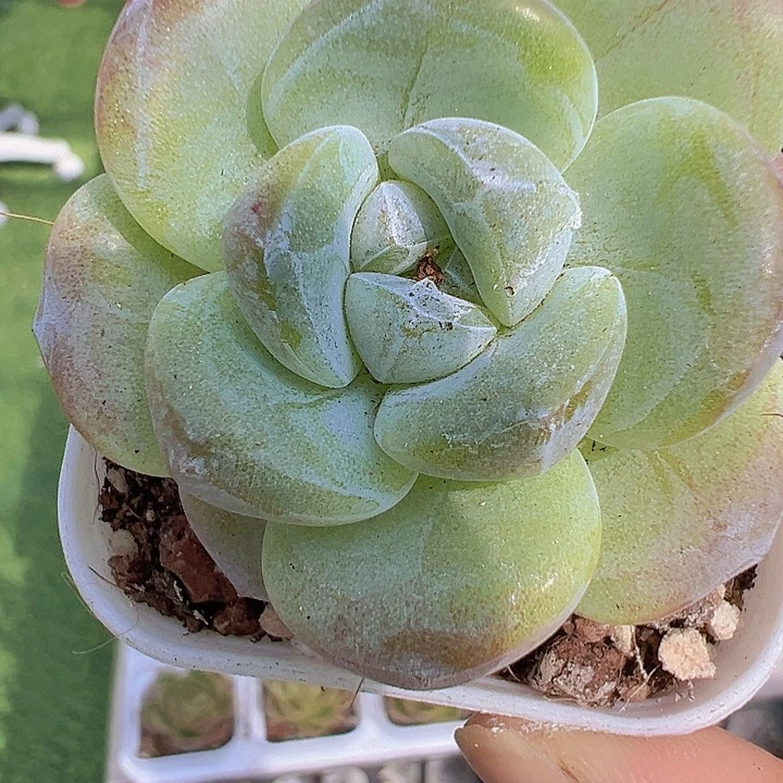 紫心冰玉2盆19包邮多肉