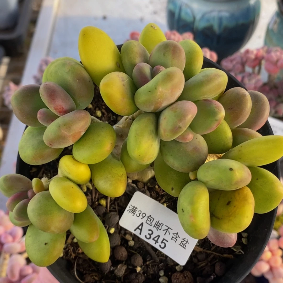 芒果奶老桩12cm345多肉酱