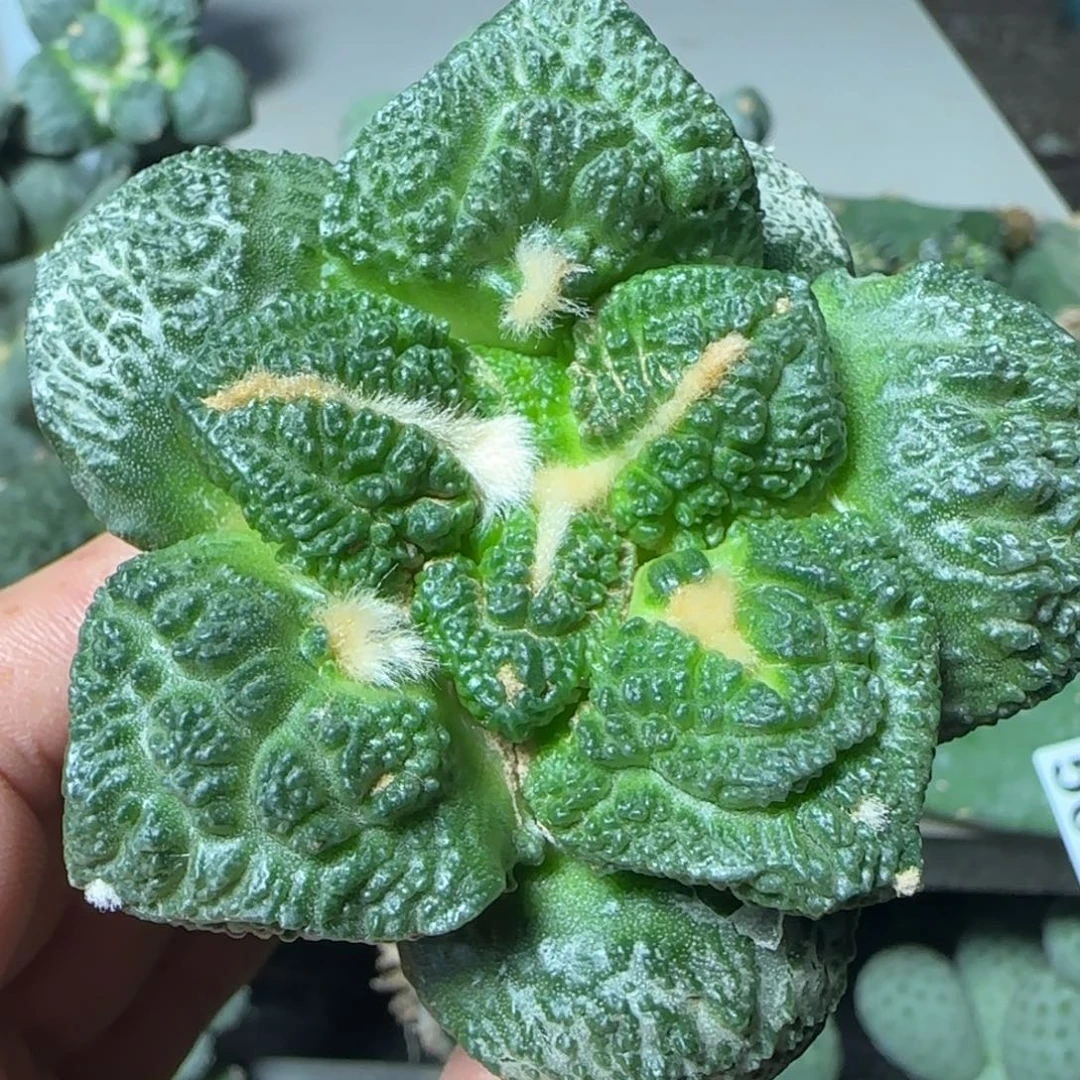 无花朵超大尤志贺龟甲