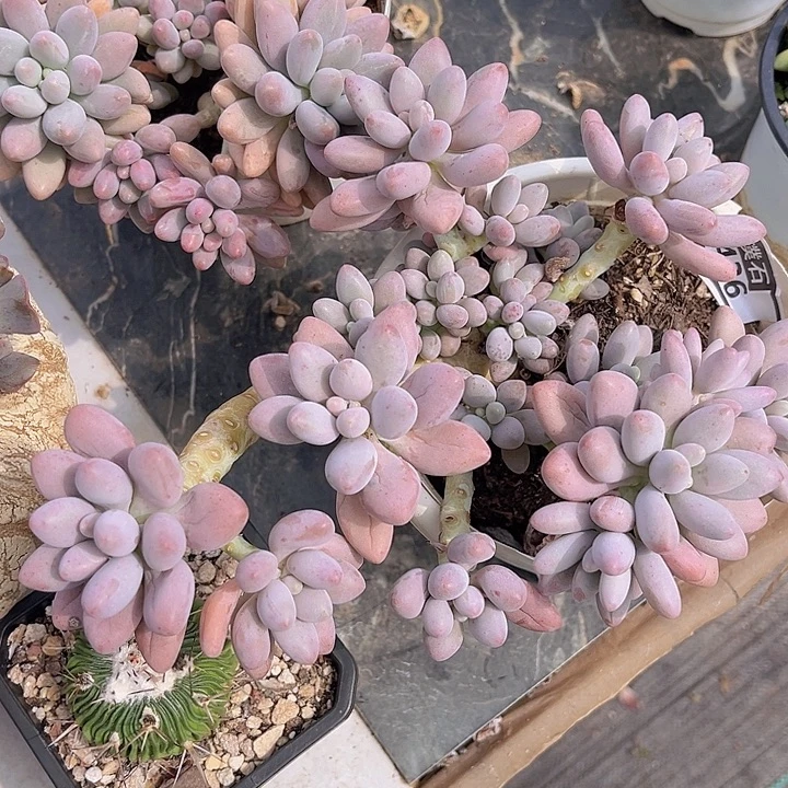 粉恋1436多肉植物