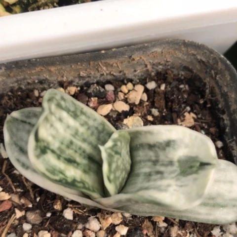 蜗牛白锦旋转蜗牛